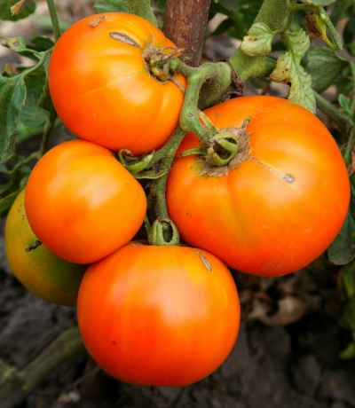 Tomaten-Honig-Zucker