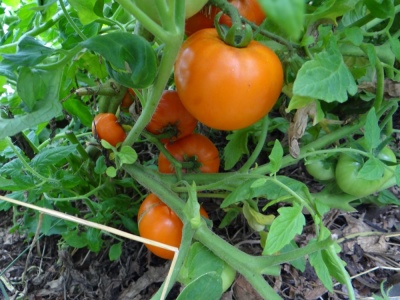 Tomaten-Honig-Tau