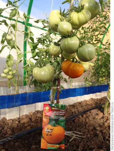 Tomaten-Honig-Gigant