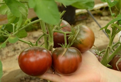 Sort Mikado tomat