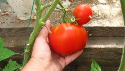 Rote Mikado-Tomate