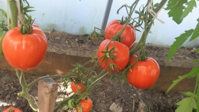 الثيران الطماطم Minusinskie