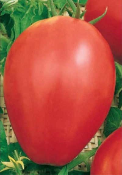 Oso De Peluche De Tomate