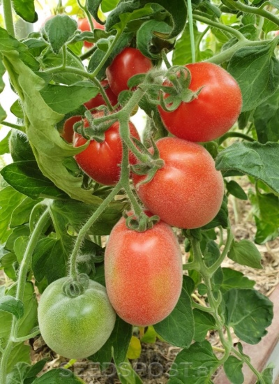 Bourdon Shaggy Tomate