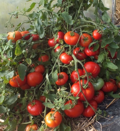 Mongolsk dværg tomat