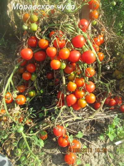 Milagro del tomate de Moravia