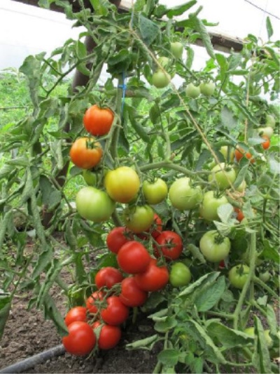 Tomato Morozko
