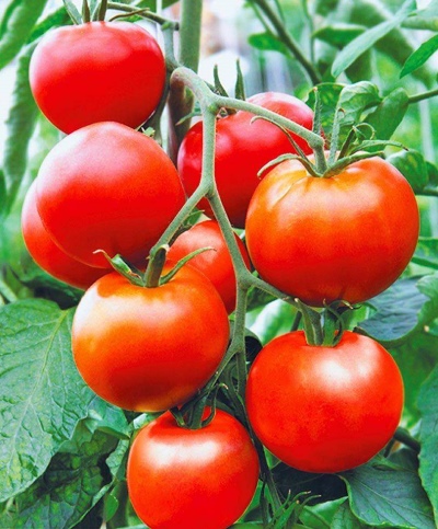 Esperanza de tomate