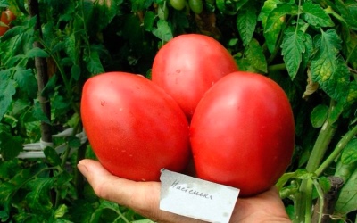 Tomat Nastenka