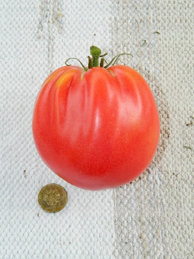 Tomate Deutsche Rote Erdbeere