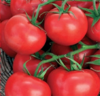 Tomato Nepas (Nonsynk)