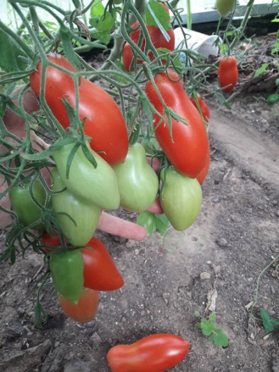 Pomidor Niagara