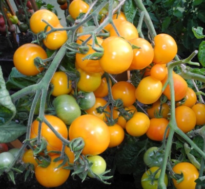 Tomate Nischni Nowgorod kudyablik