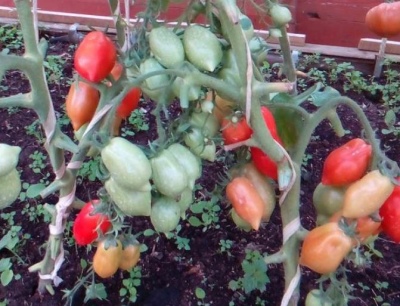 Tomate Nouveau de Transnistrie