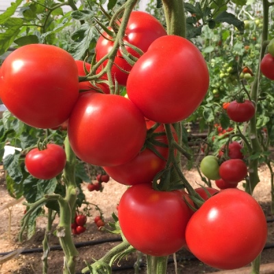 Feu de tomate