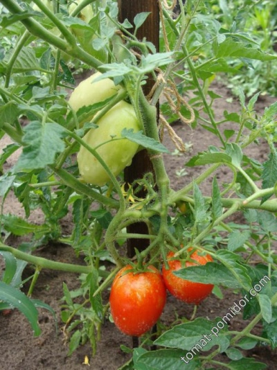 Sorcier du jardin de tomates