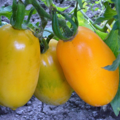 Tomato Olesya
