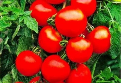 Tomato Olya