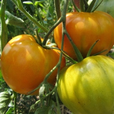 Milagro Tomate Naranja