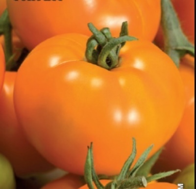 Tomate Orange Géante