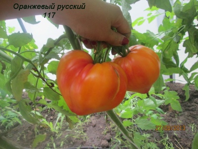 Tomato Orange Russian 117