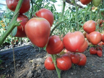 Bec d'aigle tomate