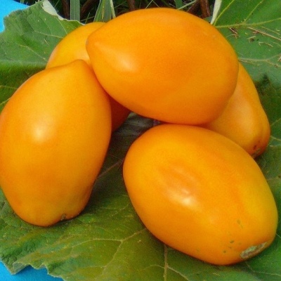 Tomaten-Eselohren golden