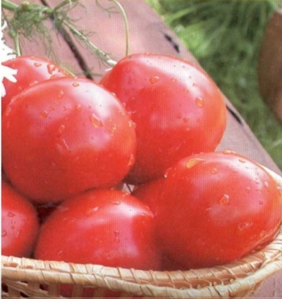 Tomate Otradny