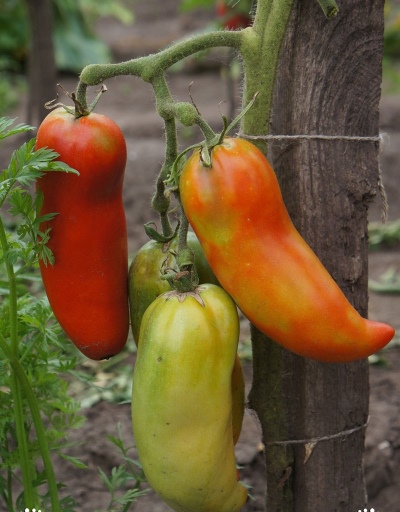 Tomaten-Pfeffer-Riese