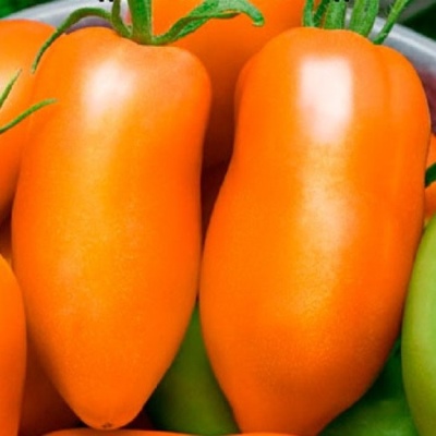 Tomato Pepper Orange