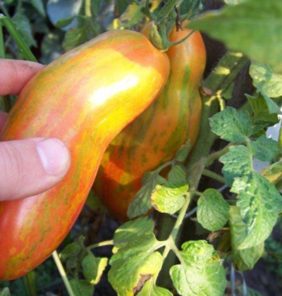 Gestreepte paprika tomaat