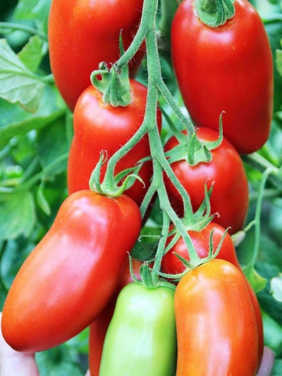 Tomat peber