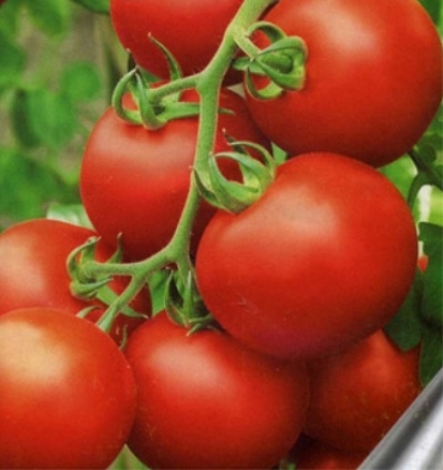 番茄 Peremoga 165