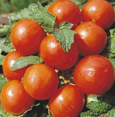 Tomato Perseus