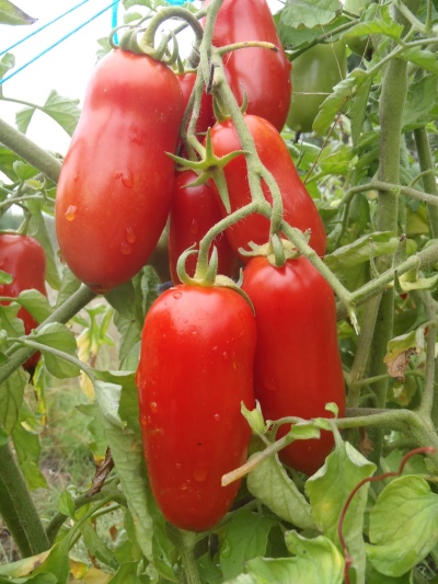 Tomato Petrusha gardener