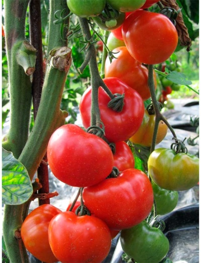 Buisson rose tomate