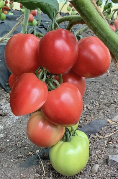 Hype rose tomate