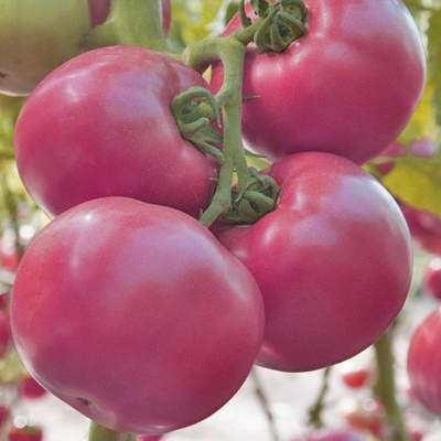 Tomate Pink Samson