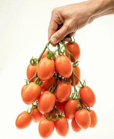 Llama de tomate