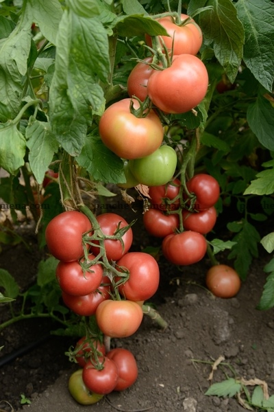 Victoria de tomate