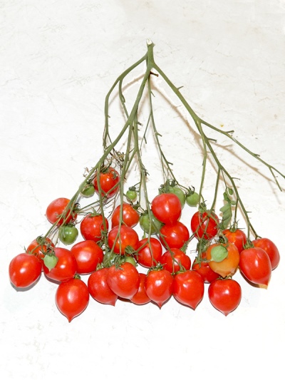 Beso de tomate y geranio