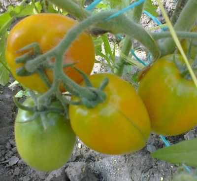 Regalo de hada de tomate