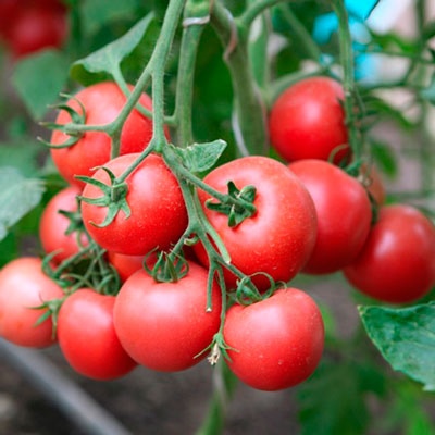 Tomatengeschenk für Frau