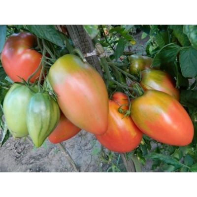 Tomate Podsinskoe miracle