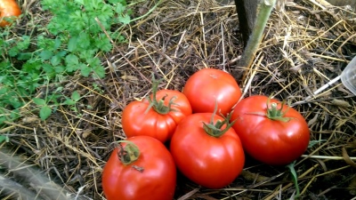 Campanilla de tomate