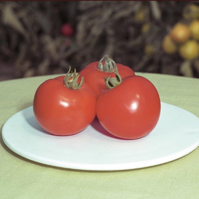Tomato Halffast