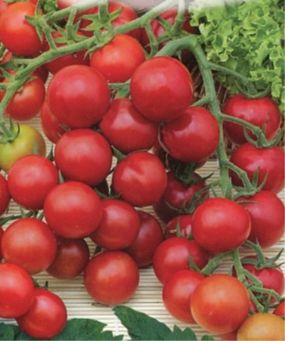 Tomaten-Premium