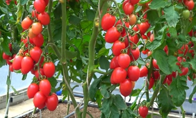 طماطم برينس بورغيزي
