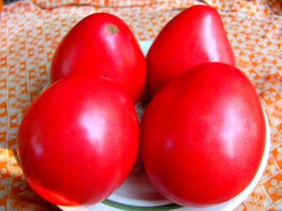 Tomat Pudovik
