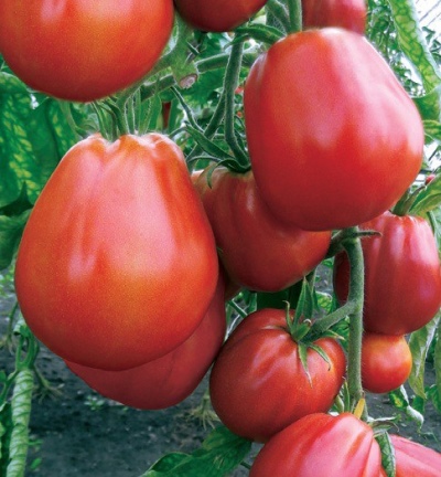Tomato Puzata khata